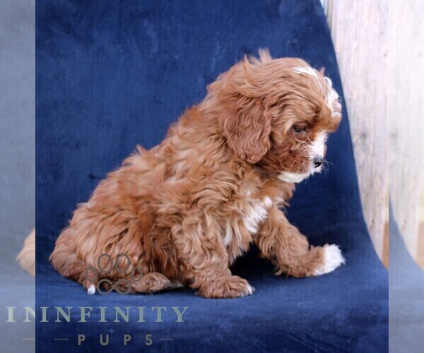 Medium Photo #3 Cavapoo (Miniature) Puppy For Sale in NARVON, PA, USA