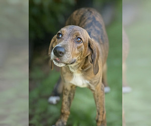 Mutt Dogs for adoption in Wakefield, RI, USA