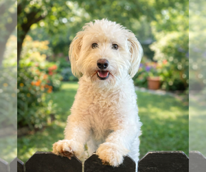 Poovanese Dogs for adoption in Phoenix, AZ, USA