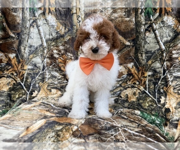 Medium Photo #2 Poodle (Miniature) Puppy For Sale in LAKELAND, FL, USA