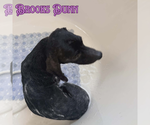 Small #12 Dachshund