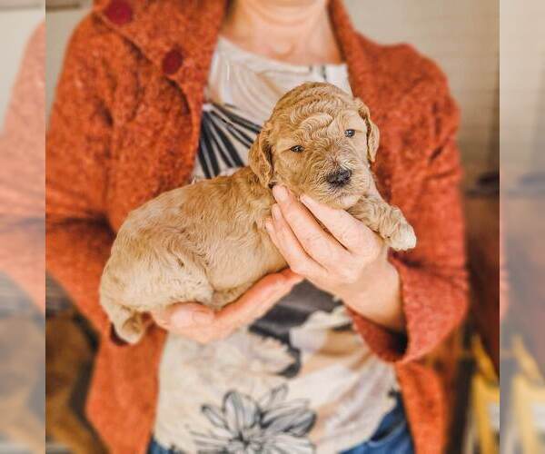 Medium Photo #17 Poodle (Standard) Puppy For Sale in WAGENER, SC, USA