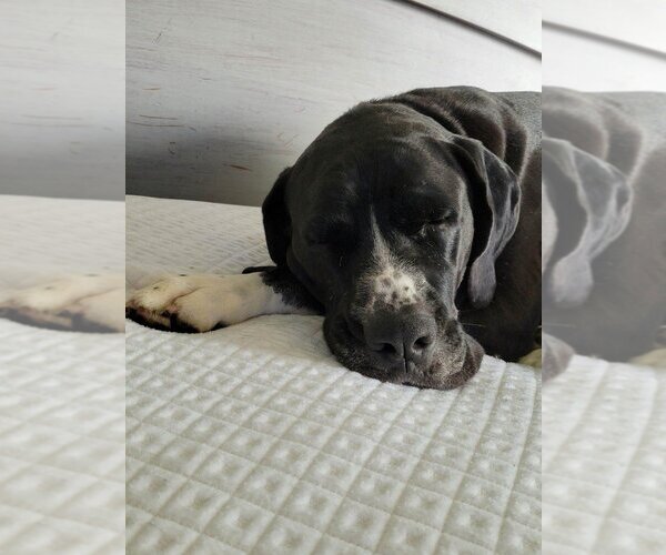 Medium Photo #4 Boxer-Great Dane Mix Puppy For Sale in Bullard, TX, USA