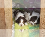 Small Photo #6 English Springer Spaniel Puppy For Sale in TENINO, WA, USA