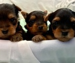 Small #2 Yorkshire Terrier