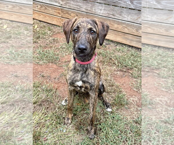 Medium Photo #1 Mutt Puppy For Sale in Greenville, SC, USA
