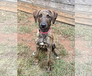 Mutt Dogs for adoption in Greenville, SC, USA