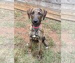 Bindi - Female Mutt Dog for Adoption - Small photo