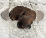 Small Photo #2 ShihPoo Puppy For Sale in CLARE, MI, USA