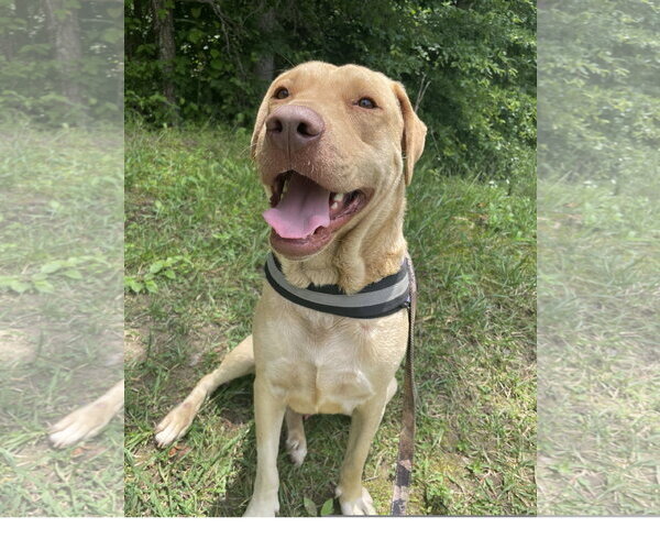 Medium Photo #10 Boxador Puppy For Sale in Tracy City, TN, USA