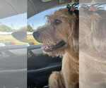 Small #5 Golden Retriever Mix