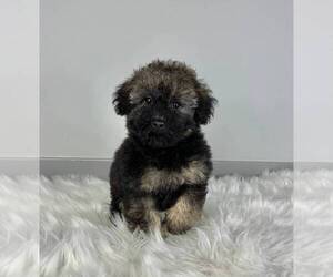 Poodle (Miniature) Puppy for sale in WOONSOCKET, RI, USA