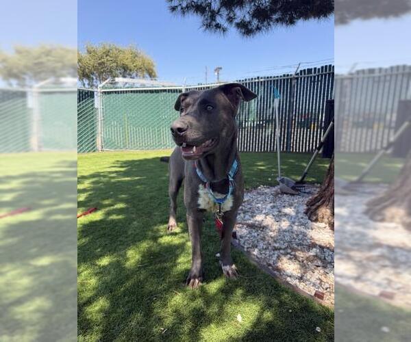 Medium Photo #2 Catahoula Leopard Dog-Labrador Retriever Mix Puppy For Sale in San Bernardino, CA, USA