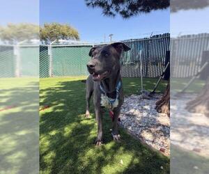 LILY - Female Catahoula Leopard Dog-Labrador Retriever Mix Dog for Adoption - Photo #2