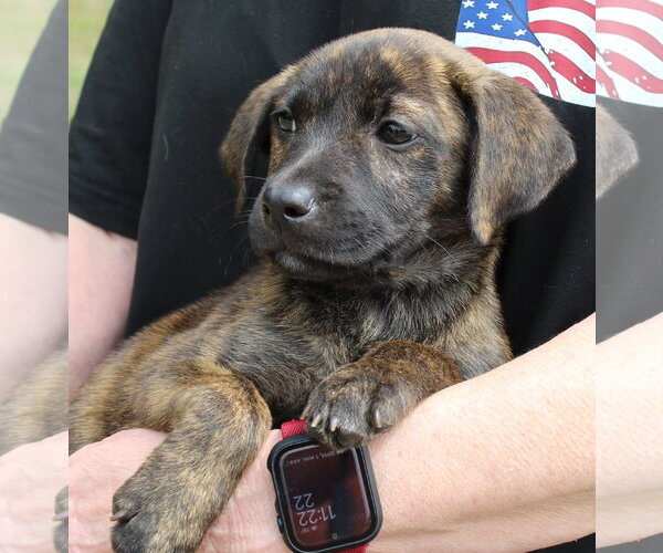 Medium Photo #2 Labrador Retriever-Unknown Mix Puppy For Sale in Prattville, AL, USA