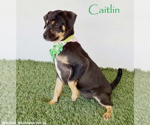 Rat Terrier-Unknown Mix Dogs for adoption in San Diego, CA, USA
