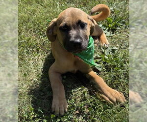 Mutt Dogs for adoption in Warrenton, VA, USA