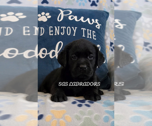 Labrador Retriever Puppy for Sale in PINON HILLS, California USA