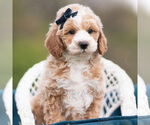 Small Photo #117 Maltipoo (Miniature) Puppy For Sale in WARSAW, IN, USA