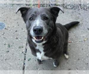 Mutt Dogs for adoption in Santa Rosa, CA, USA