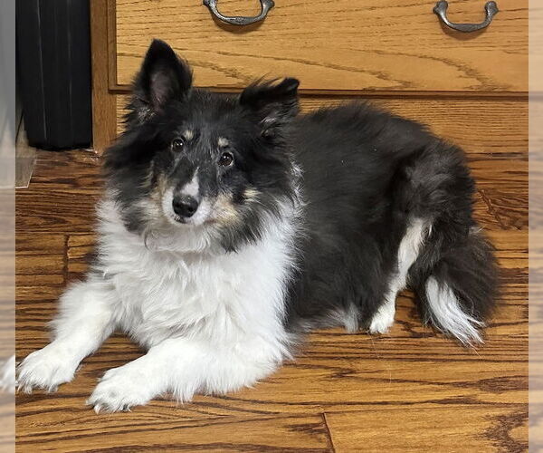 Medium Photo #1 Mutt Puppy For Sale in Wamego, KS, USA