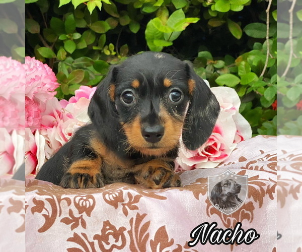 Medium Photo #1 Dachshund Puppy For Sale in MIAMI, FL, USA