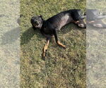 Small #4 Coonhound