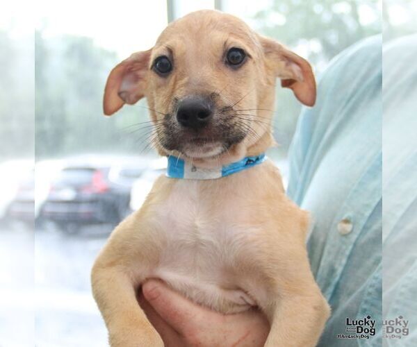 Medium Photo #7 Mutt Puppy For Sale in Washington, DC, USA