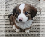 Small Photo #1 Dorgi-Pembroke Welsh Corgi Mix Puppy For Sale in CARLYLE, IL, USA