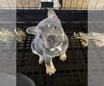 Puppy 1 French Bulldog