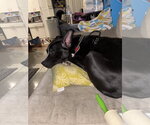 Small Photo #2 American Pit Bull Terrier-Unknown Mix Puppy For Sale in Woodland, CA, USA