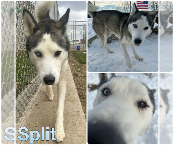 Medium Photo #1 Siberian Husky Puppy For Sale in Pierceton , IN, USA