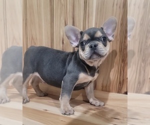 French Bulldog Puppy for sale in INDIANAPOLIS, IN, USA