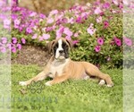 Small #4 Boxer