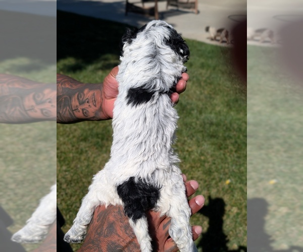 Medium Photo #5 Bernedoodle-Cavapoo (Miniature) Mix Puppy For Sale in SACRAMENTO, CA, USA