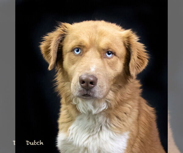 Medium Photo #1 Australian Retriever Puppy For Sale in Hot Springs Village, AR, USA