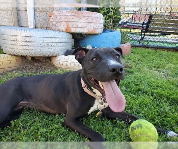 Medium Photo #4 American Staffordshire Terrier-Labrador Retriever Mix Puppy For Sale in Sayreville, NJ, NJ, USA