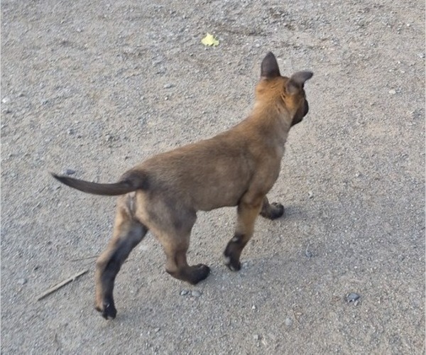 Medium Photo #7 Belgian Malinois Puppy For Sale in DIXON, CA, USA