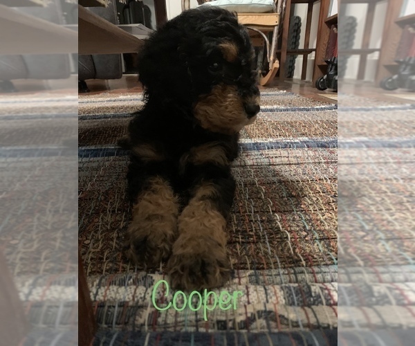 Full screen Photo #11 Aussiedoodle Puppy For Sale in WOODLEAF, NC, USA