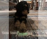Small Photo #11 Aussiedoodle Puppy For Sale in WOODLEAF, NC, USA