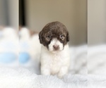 Puppy Collin Labradoodle