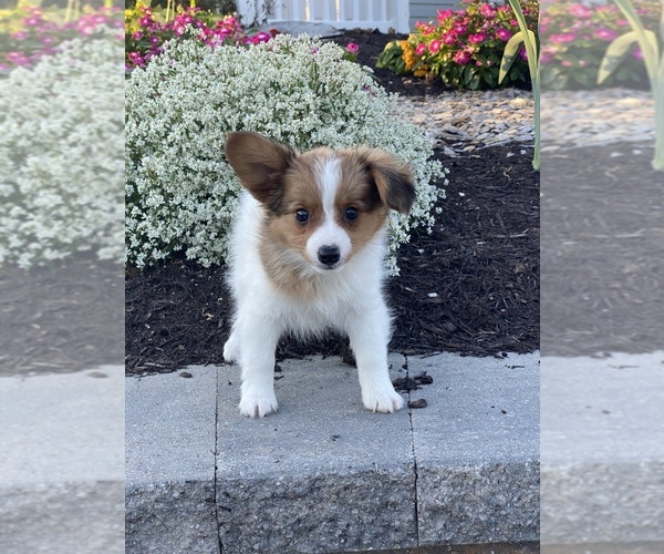 Medium Photo #6 Papillon Puppy For Sale in CANOGA, NY, USA
