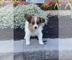 Small #5 Papillon