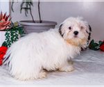 Small #9 Shih Tzu