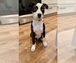 Small #2 American Pit Bull Terrier-Border Collie Mix
