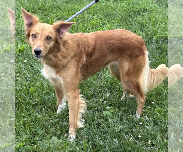 Medium Photo #3 Golden Retriever-Unknown Mix Puppy For Sale in Batavia, OH, USA