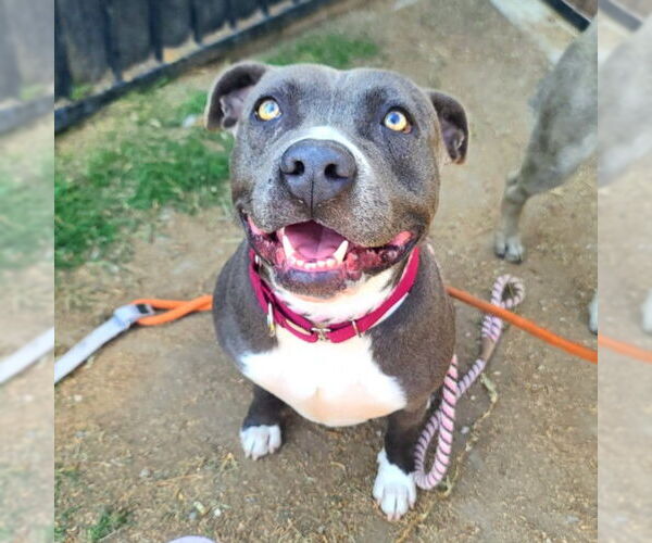 Medium Photo #3 American Pit Bull Terrier Puppy For Sale in Long Beach, CA, USA