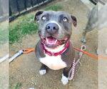 Small #2 American Pit Bull Terrier