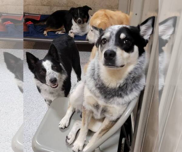 Medium Photo #18 Border Collie Puppy For Sale in Highland, IL, USA
