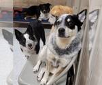 Small #17 Border Collie